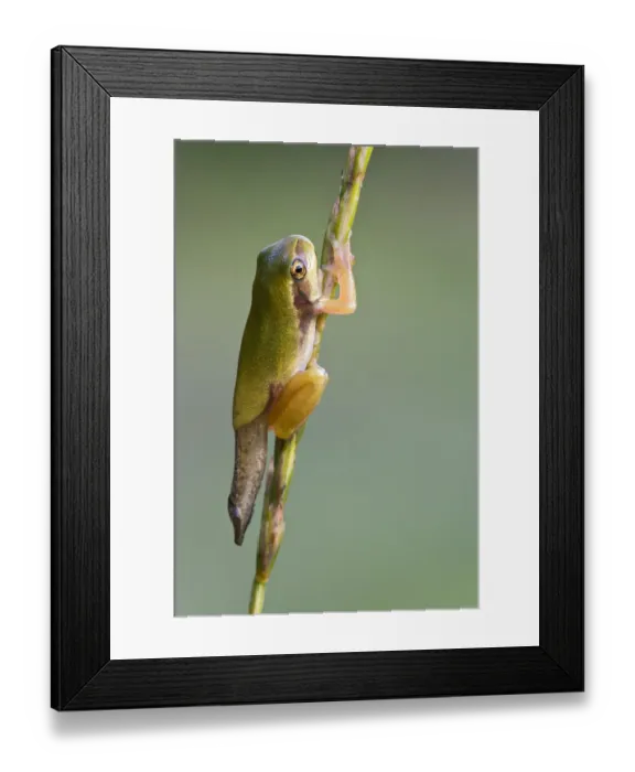 Framed Print : European Tree Frog -Hyla arborea-, during metamorphosis, Burgenland, Austria Framed Print : European Tree Frog -Hyla arborea-, during metamorphosis, Burgenland, Austria