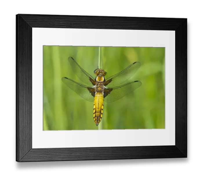 Framed Print : Broad-bodied Chaser or -Libellula depressa-, female, Burgenland, Austria Framed Print : Broad-bodied Chaser or -Libellula depressa-, female, Burgenland, Austria
