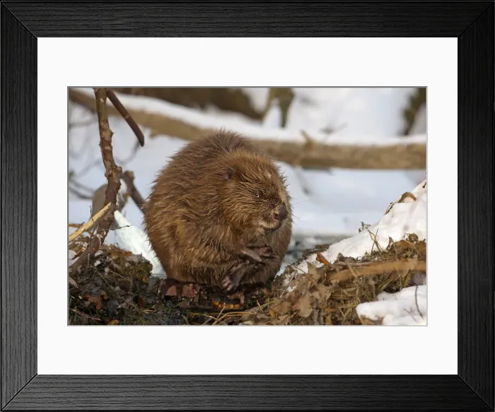 Framed Print : European Beaver -Castor fiber-, foraging, winter, snow, diurnal, Middle Elbe, Saxony-Anhalt, Germany Framed Print : European Beaver -Castor fiber-, foraging, winter, snow, diurnal, Middle Elbe, Saxony-Anhalt, Germany