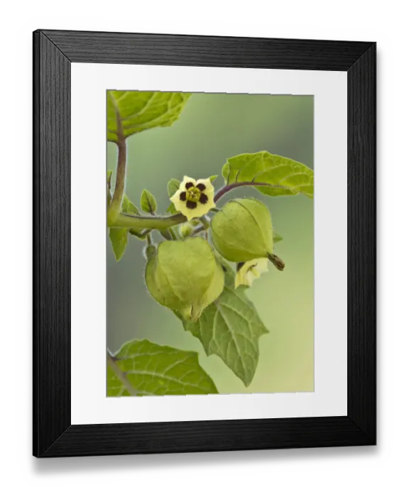 Framed Print : Strawberry groundcherry -Physalis pruinosa-, Tyrol, Austria Framed Print : Strawberry groundcherry -Physalis pruinosa-, Tyrol, Austria