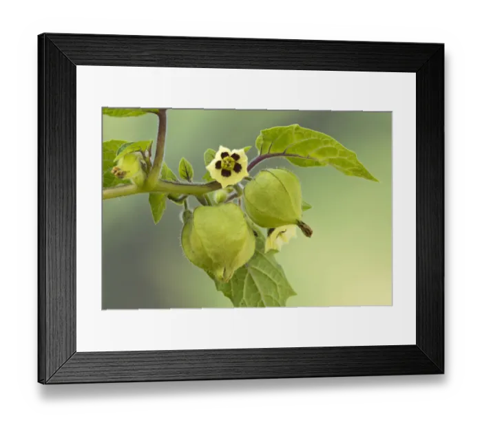 Framed Print : Strawberry groundcherry -Physalis pruinosa-, Tyrol, Austria Framed Print : Strawberry groundcherry -Physalis pruinosa-, Tyrol, Austria