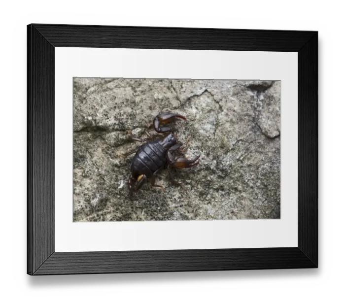 Framed Print : Small Wood Scorpion species -Euscorpius germanus-, Tyrol, Austria Framed Print : Small Wood Scorpion species -Euscorpius germanus-, Tyrol, Austria