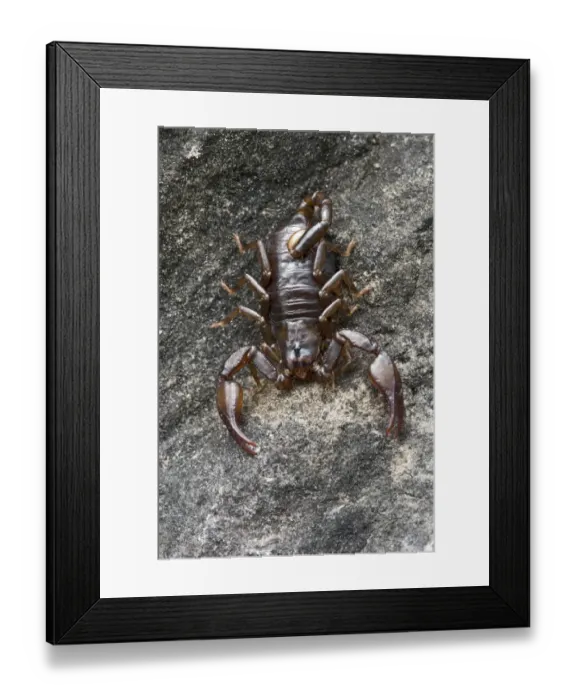 Framed Print : Small Wood Scorpion species -Euscorpius germanus-, Tyrol, Austria Framed Print : Small Wood Scorpion species -Euscorpius germanus-, Tyrol, Austria
