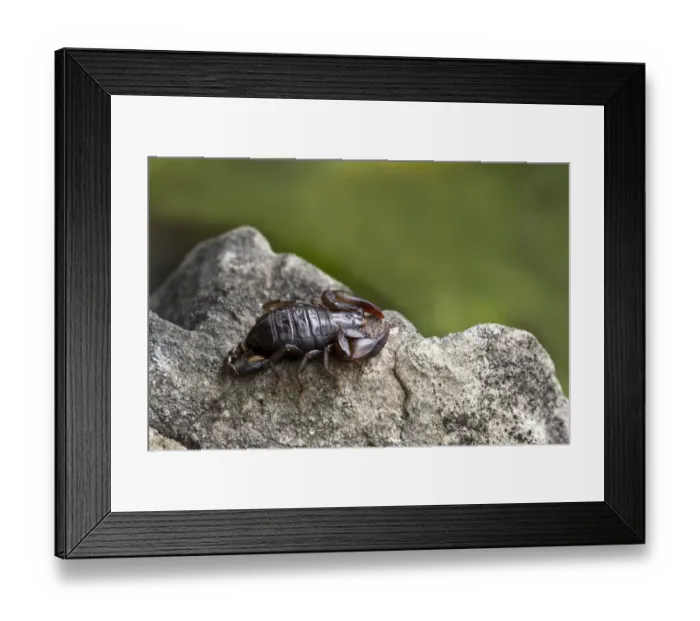 Framed Print : Small Wood Scorpion species -Euscorpius germanus-, Tyrol, Austria Framed Print : Small Wood Scorpion species -Euscorpius germanus-, Tyrol, Austria