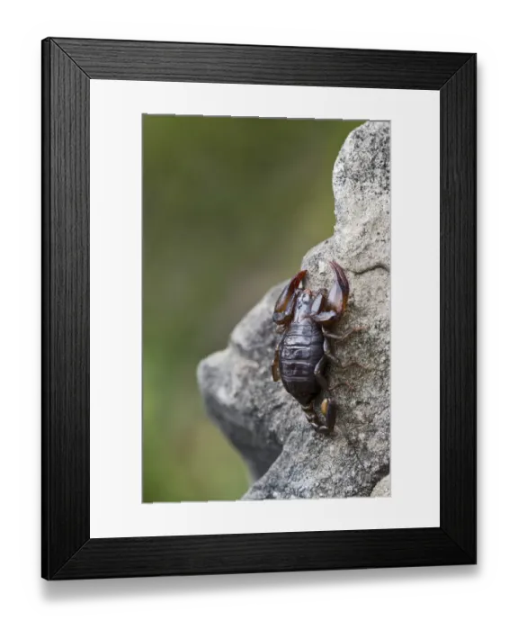 Framed Print : Small Wood Scorpion species -Euscorpius germanus-, Tyrol, Austria Framed Print : Small Wood Scorpion species -Euscorpius germanus-, Tyrol, Austria