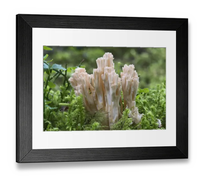 Framed Print : Ramaria fungus species, -Ramaria mairei syn Ramaria pallida-, Tyrol, Austria Framed Print : Ramaria fungus species, -Ramaria mairei syn Ramaria pallida-, Tyrol, Austria