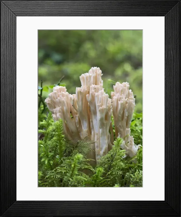 Framed Print : Ramaria fungus species, -Ramaria mairei syn Ramaria pallida-, Tyrol, Austria Framed Print : Ramaria fungus species, -Ramaria mairei syn Ramaria pallida-, Tyrol, Austria
