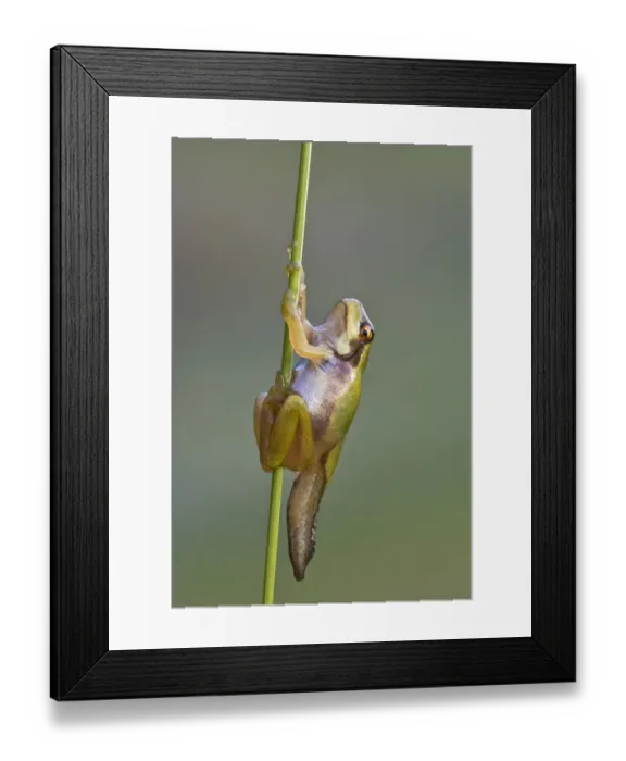 Framed Print : European Tree Frog -Hyla arborea-, during metamorphosis, Burgenland, Austria Framed Print : European Tree Frog -Hyla arborea-, during metamorphosis, Burgenland, Austria