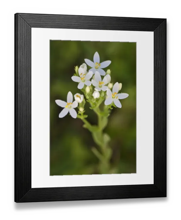 Framed Print : Centaury -Centaurium erythraea-, white flowers, Burgenland, Austria Framed Print : Centaury -Centaurium erythraea-, white flowers, Burgenland, Austria