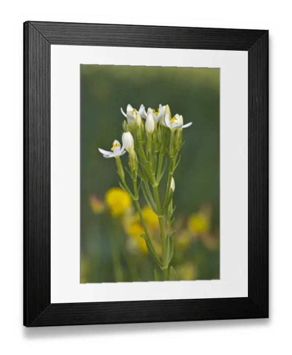 Framed Print : Centaury -Centaurium erythraea-, white flowers, Burgenland, Austria