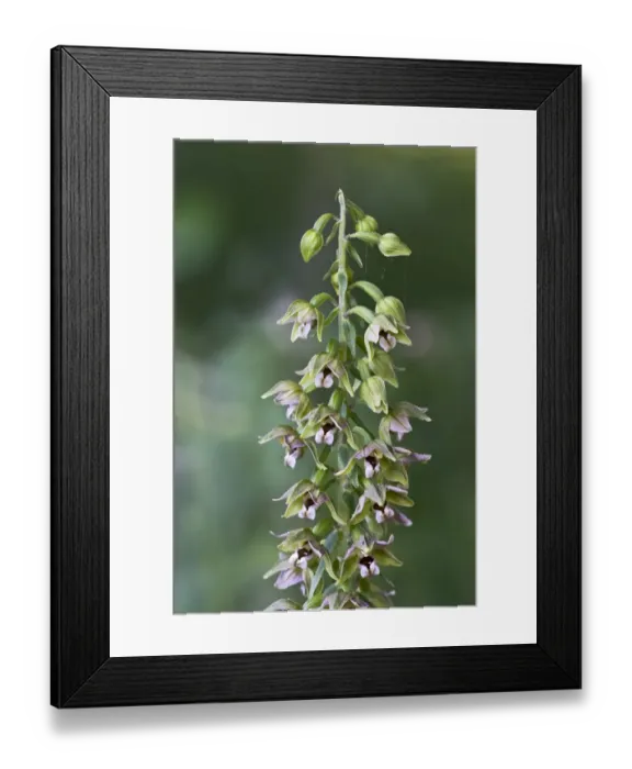 Framed Print : Broad-leaved Helleborine -Epipactis helleborine-, Burgenland, Austria Framed Print : Broad-leaved Helleborine -Epipactis helleborine-, Burgenland, Austria