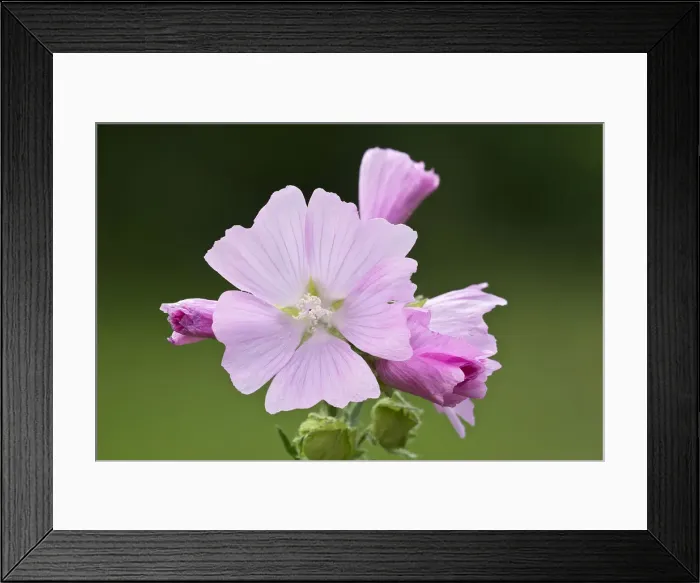 Framed Print : Musk Mallow -Malva moschata-, Burgenland, Austria Framed Print : Musk Mallow -Malva moschata-, Burgenland, Austria