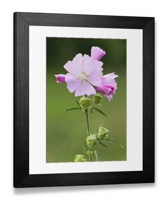 Framed Print : Musk Mallow -Malva moschata-, Burgenland, Austria