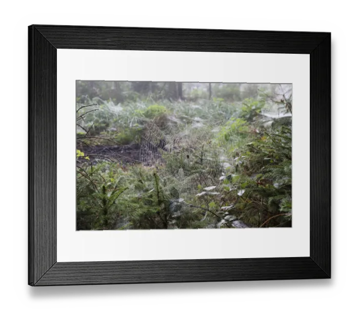 Framed Print : Spider web with European Garden Spider -Araneus diadematus- between young spruces, Allgau, Bavaria, Germany Framed Print : Spider web with European Garden Spider -Araneus diadematus- between young spruces, Allgau, Bavaria, Germany