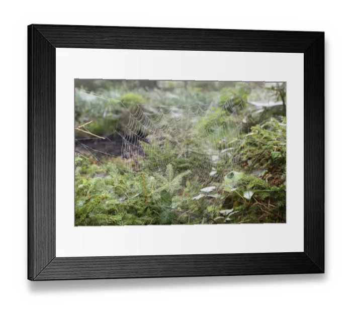 Framed Print : Spider web with European Garden Spider -Araneus diadematus- between young spruces, Allgau, Bavaria, Germany