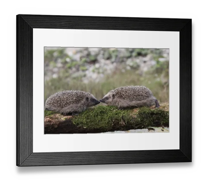 Framed Print : European Hedgehogs -Erinaceus europaeus-, young, 7-8 weeks, Allgau, Bavaria, Germany Framed Print : European Hedgehogs -Erinaceus europaeus-, young, 7-8 weeks, Allgau, Bavaria, Germany