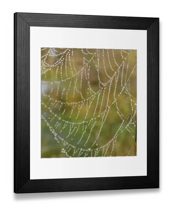 Framed Print : Orb web of a Garden Cross Spider -Araneus diadematus- with dew drops, Bavaria, Germany Framed Print : Orb web of a Garden Cross Spider -Araneus diadematus- with dew drops, Bavaria, Germany