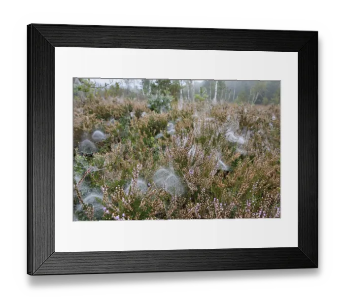 Framed Print : Dome-shaped webs a Sheet Weavers or Money Spiders -Linyphiidae- in between Heather plants -Calluna vulgaris-, with dew drops in a peat bog, near Rosenheim, Bavaria, Germany Framed Print : Dome-shaped webs a Sheet Weavers or Money Spiders -Linyphiidae- in between Heather plants -Calluna vulgaris-, with dew drops in a peat bog, near Rosenheim, Bavaria, Germany