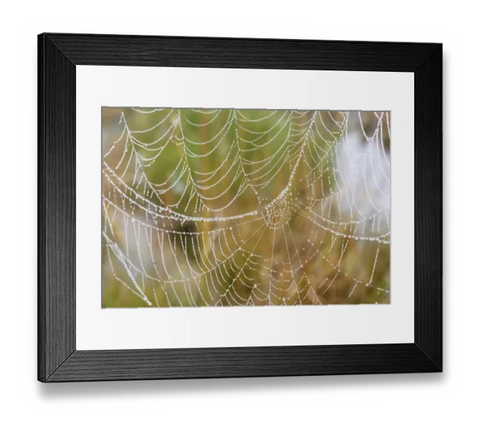 Framed Print : Orb web of a Garden Cross Spider -Araneus diadematus- with dew drops, Bavaria, Germany Framed Print : Orb web of a Garden Cross Spider -Araneus diadematus- with dew drops, Bavaria, Germany