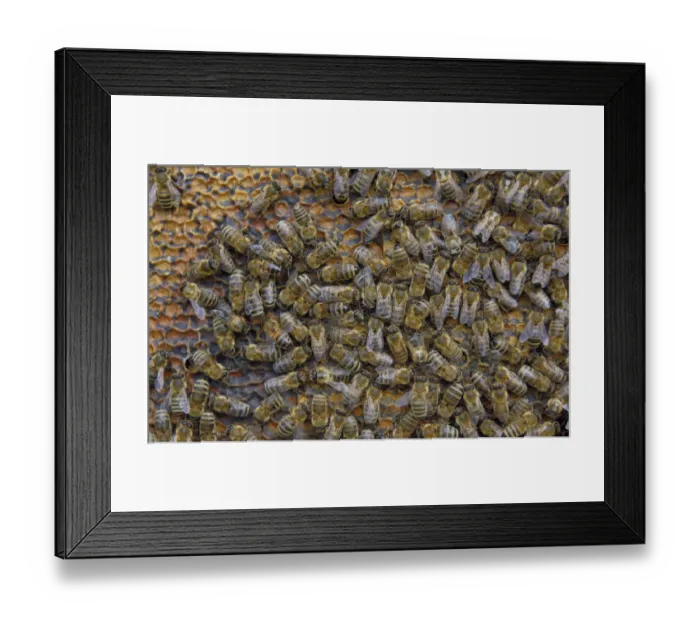Framed Print : Honey Bees -Apis mellifera- on honeycomb with capped cells holding honey, winter bees, Bavaria, Germany Framed Print : Honey Bees -Apis mellifera- on honeycomb with capped cells holding honey, winter bees, Bavaria, Germany