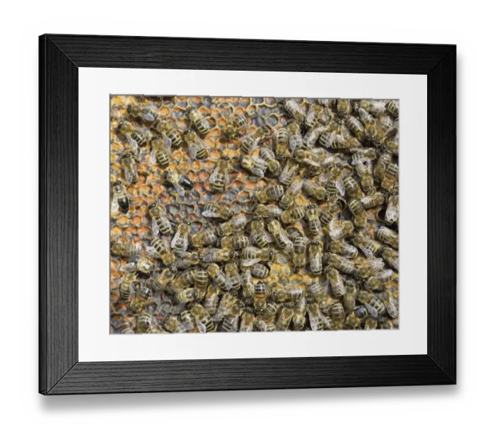 Framed Print : Honey Bees -Apis mellifera- on honeycomb with capped cells holding honey, winter bees, Bavaria, Germany Framed Print : Honey Bees -Apis mellifera- on honeycomb with capped cells holding honey, winter bees, Bavaria, Germany