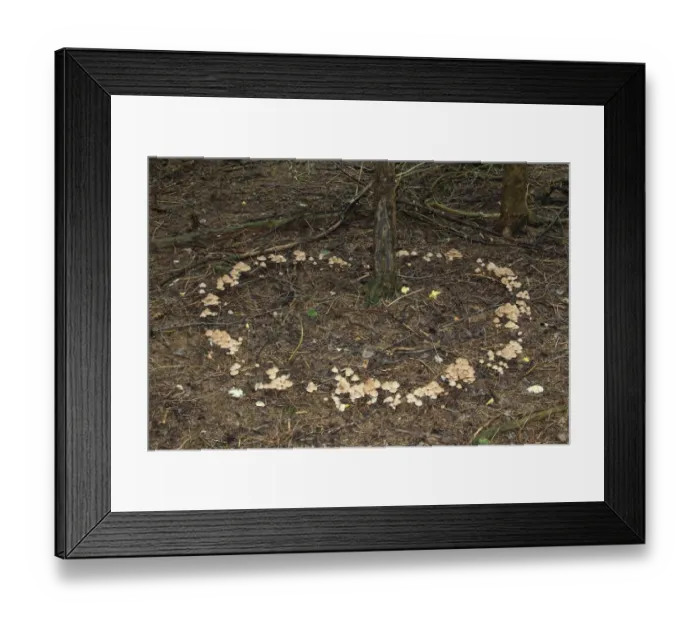 Framed Print : Collybia confluens mushrooms form a so-called fairy ring, Allgau, Bavaria, Germany Framed Print : Collybia confluens mushrooms form a so-called fairy ring, Allgau, Bavaria, Germany