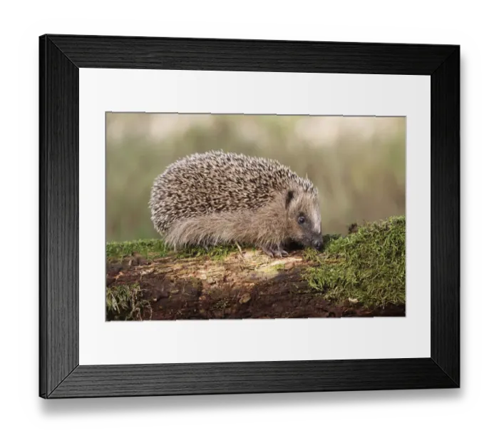 Framed Print : European Hedgehog -Erinaceus europaeus-, young, 7-8 weeks, Allgau, Bavaria, Germany