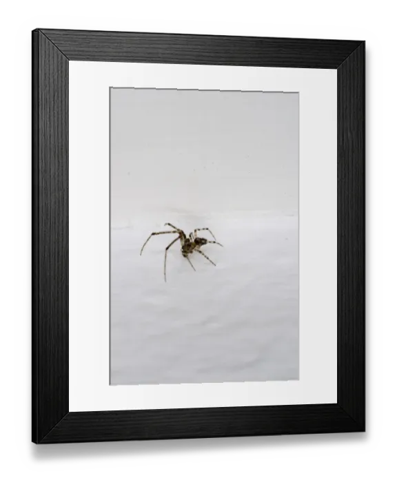 Framed Print : Small house spider -Araneus diadematus-, 10mm, crawling on wallpaper Framed Print : Small house spider -Araneus diadematus-, 10mm, crawling on wallpaper