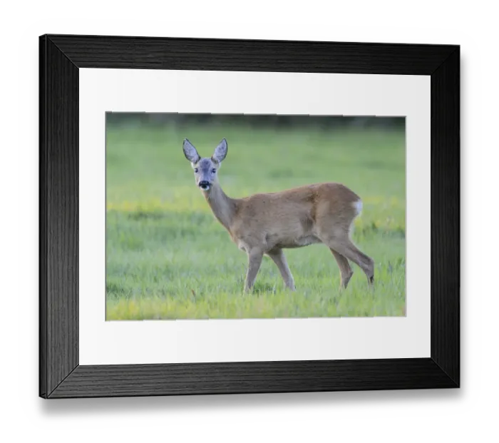 Framed Print : Roe Deer -Capreolus capreolus- standing on a meadow, North Rhine-Westphalia, Germany Framed Print : Roe Deer -Capreolus capreolus- standing on a meadow, North Rhine-Westphalia, Germany