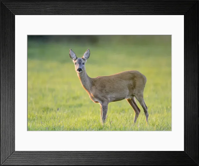 Framed Print : Roe Deer -Capreolus capreolus- standing on a meadow, North Rhine-Westphalia, Germany Framed Print : Roe Deer -Capreolus capreolus- standing on a meadow, North Rhine-Westphalia, Germany