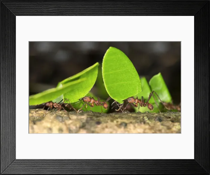 Framed Print : Workers of Leafcutter Ants -Atta cephalotes- carrying leaf pieces into their nest, Tambopata Nature Reserve, Madre de Dios region, Peru Framed Print : Workers of Leafcutter Ants -Atta cephalotes- carrying leaf pieces into their nest, Tambopata Nature Reserve, Madre de Dios region, Peru