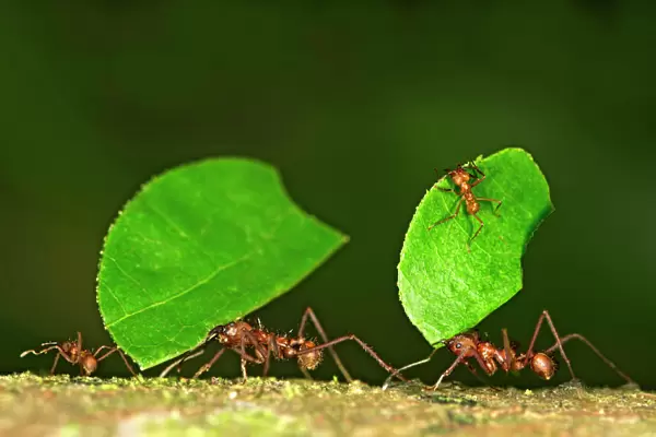 Workers of Leafcutter Ants -Atta cephalotes- carrying leaf pieces into their nest, Tambopata Nature Reserve, Madre de Dios region, Peru