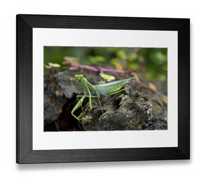 Framed Print : South American Green Mantis -Oxyopsis gracilis-, Tambopata Nature Reserve, Madre de Dios region, Peru Framed Print : South American Green Mantis -Oxyopsis gracilis-, Tambopata Nature Reserve, Madre de Dios region, Peru
