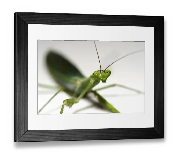 Framed Print : South American Green Mantis -Oxyopsis gracilis-, Tambopata Nature Reserve, Madre de Dios region, Peru Framed Print : South American Green Mantis -Oxyopsis gracilis-, Tambopata Nature Reserve, Madre de Dios region, Peru