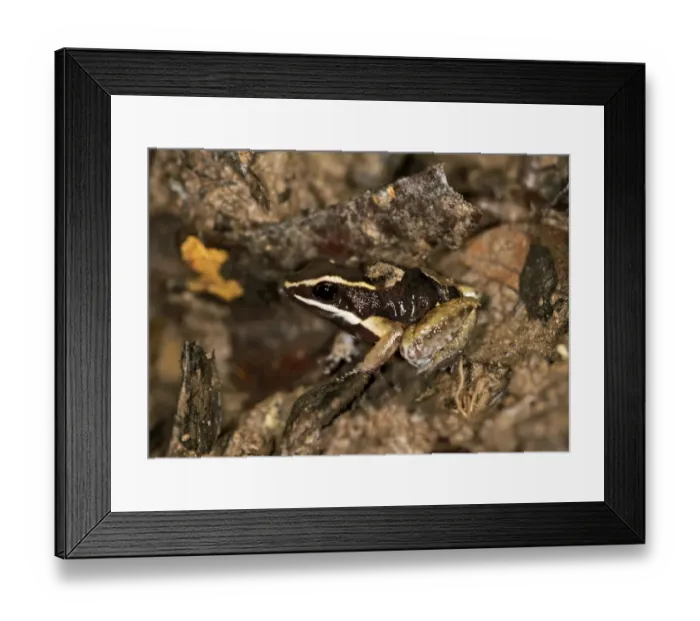 Framed Print : Brilliant-thighed Poison Frog -Allobates femoralis-, male carrying its young on his back, Tambopata Nature Reserve, Madre de Dios region, Peru Framed Print : Brilliant-thighed Poison Frog -Allobates femoralis-, male carrying its young on his back, Tambopata Nature Reserve, Madre de Dios region, Peru