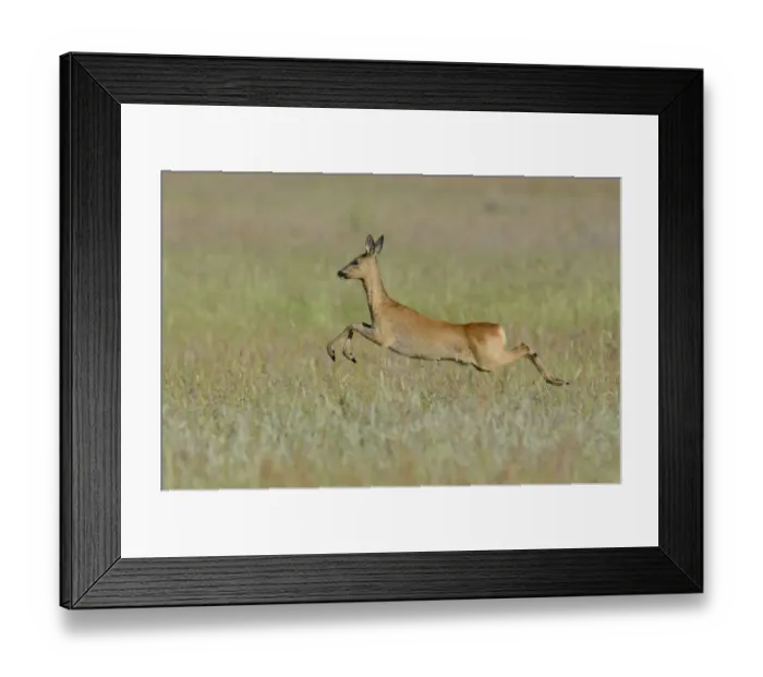 Framed Print : Roe Deer -Capreolus capreolus- leaping across a meadow, North Rhine-Westphalia, Germany