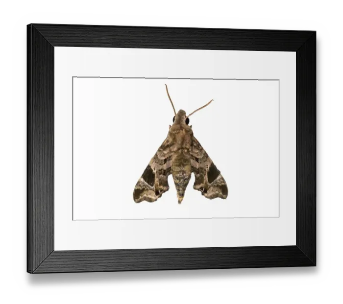 Framed Print : Moth species -Temnora plagiata-, Oromia Region, Ethiopia Framed Print : Moth species -Temnora plagiata-, Oromia Region, Ethiopia