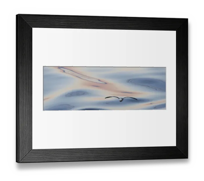 Framed Print : Northern Fulmar -Fulmaris glacialis- in flight, clouds and an evening sky reflected in the sea, Greenland Framed Print : Northern Fulmar -Fulmaris glacialis- in flight, clouds and an evening sky reflected in the sea, Greenland