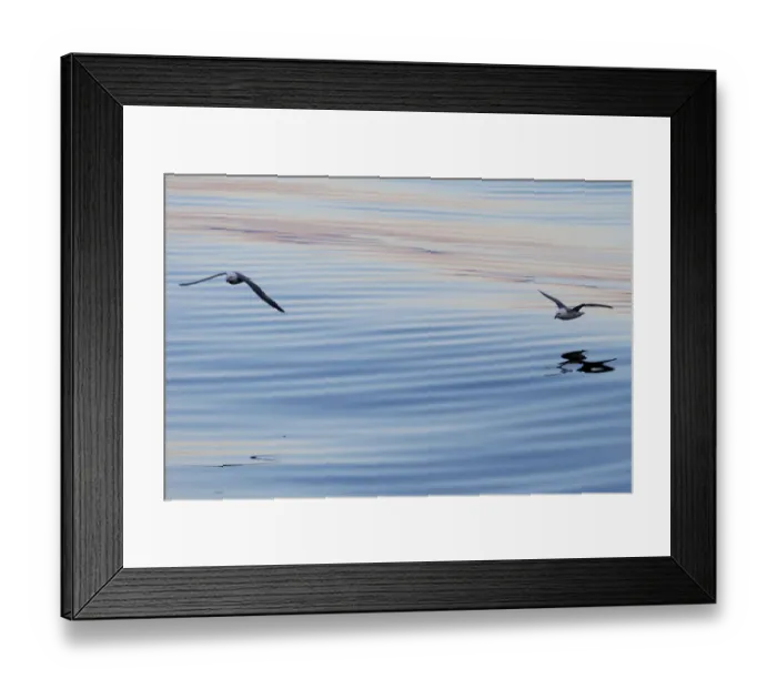 Framed Print : Northern Fulmars -Fulmaris glacialis- in flight, clouds and an evening sky reflected in the sea, Greenland Framed Print : Northern Fulmars -Fulmaris glacialis- in flight, clouds and an evening sky reflected in the sea, Greenland