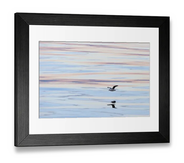 Framed Print : Northern Fulmar -Fulmaris glacialis- in flight, clouds and an evening sky reflected in the sea, Greenland Framed Print : Northern Fulmar -Fulmaris glacialis- in flight, clouds and an evening sky reflected in the sea, Greenland