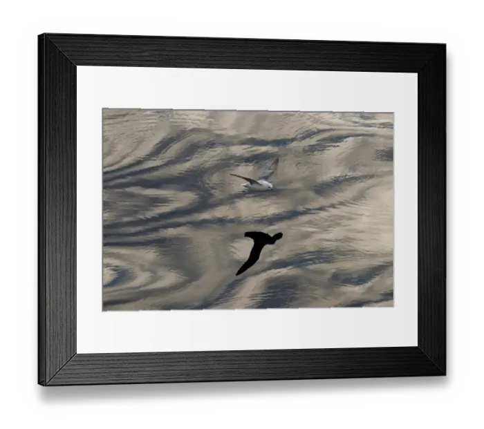 Framed Print : Northern Fulmar -Fulmaris glacialis- in flight, clouds and an evening sky reflected in the sea, Greenland Framed Print : Northern Fulmar -Fulmaris glacialis- in flight, clouds and an evening sky reflected in the sea, Greenland