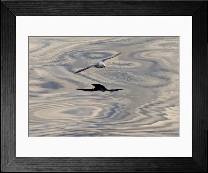 Framed Print : Northern Fulmar -Fulmaris glacialis- in flight, clouds and an evening sky reflected in the sea, Greenland Framed Print : Northern Fulmar -Fulmaris glacialis- in flight, clouds and an evening sky reflected in the sea, Greenland