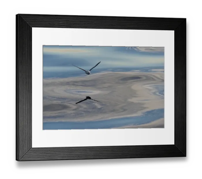 Framed Print : Northern Fulmar -Fulmaris glacialis- in flight, clouds and an evening sky reflected in the sea, Greenland Framed Print : Northern Fulmar -Fulmaris glacialis- in flight, clouds and an evening sky reflected in the sea, Greenland