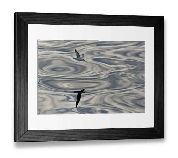 Framed Print : Northern Fulmar -Fulmaris glacialis- in flight, clouds and an evening sky reflected in the sea, Greenland Framed Print : Northern Fulmar -Fulmaris glacialis- in flight, clouds and an evening sky reflected in the sea, Greenland