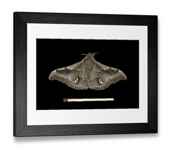 Framed Print : Ludia moth species -Ludia delegorguei-, Oromia Region, Ethiopia