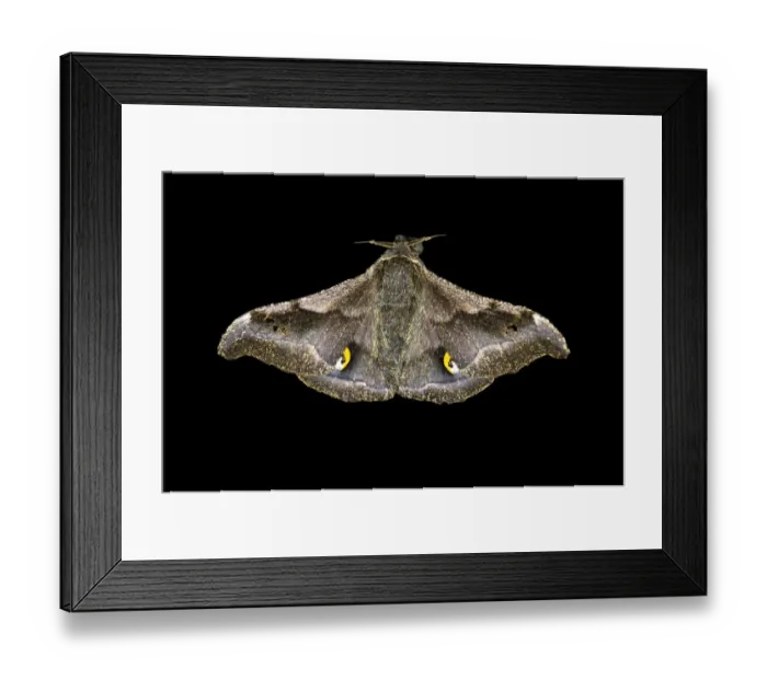 Framed Print : Ludia moth species -Ludia delegorguei-, Oromia Region, Ethiopia Framed Print : Ludia moth species -Ludia delegorguei-, Oromia Region, Ethiopia