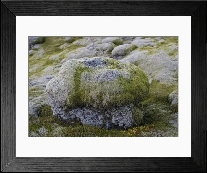 Framed Print : Lava rocks overgrown by Elongate Rock Moss -Racomitrium elongatum-, Ytra Hraun, near Kirkjubaejarklaustur, community of Skaftarhreppur, Southern Region, Iceland Framed Print : Lava rocks overgrown by Elongate Rock Moss -Racomitrium elongatum-, Ytra Hraun, near Kirkjubaejarklaustur, community of Skaftarhreppur, Southern Region, Iceland