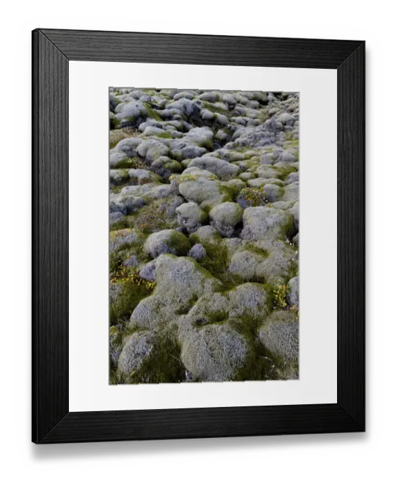 Framed Print : Lava rocks overgrown by Elongate Rock Moss -Racomitrium elongatum-, Ytra Hraun, near Kirkjubaejarklaustur, community of Skaftarhreppur, Southern Region, Iceland Framed Print : Lava rocks overgrown by Elongate Rock Moss -Racomitrium elongatum-, Ytra Hraun, near Kirkjubaejarklaustur, community of Skaftarhreppur, Southern Region, Iceland