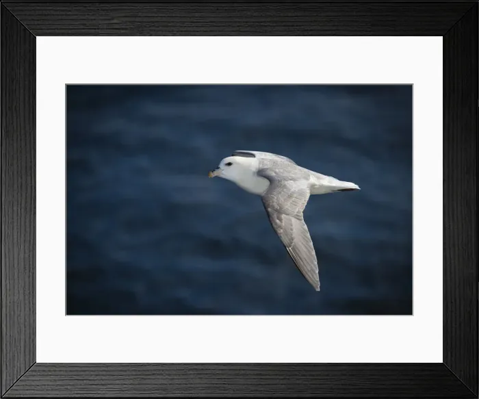 Framed Print : Northern Fulmar -Fulmaris glacialis- in flight, Greenland Framed Print : Northern Fulmar -Fulmaris glacialis- in flight, Greenland