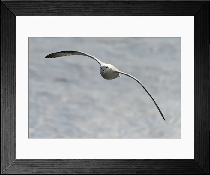 Framed Print : Northern Fulmar -Fulmaris glacialis- in flight, Greenland Framed Print : Northern Fulmar -Fulmaris glacialis- in flight, Greenland